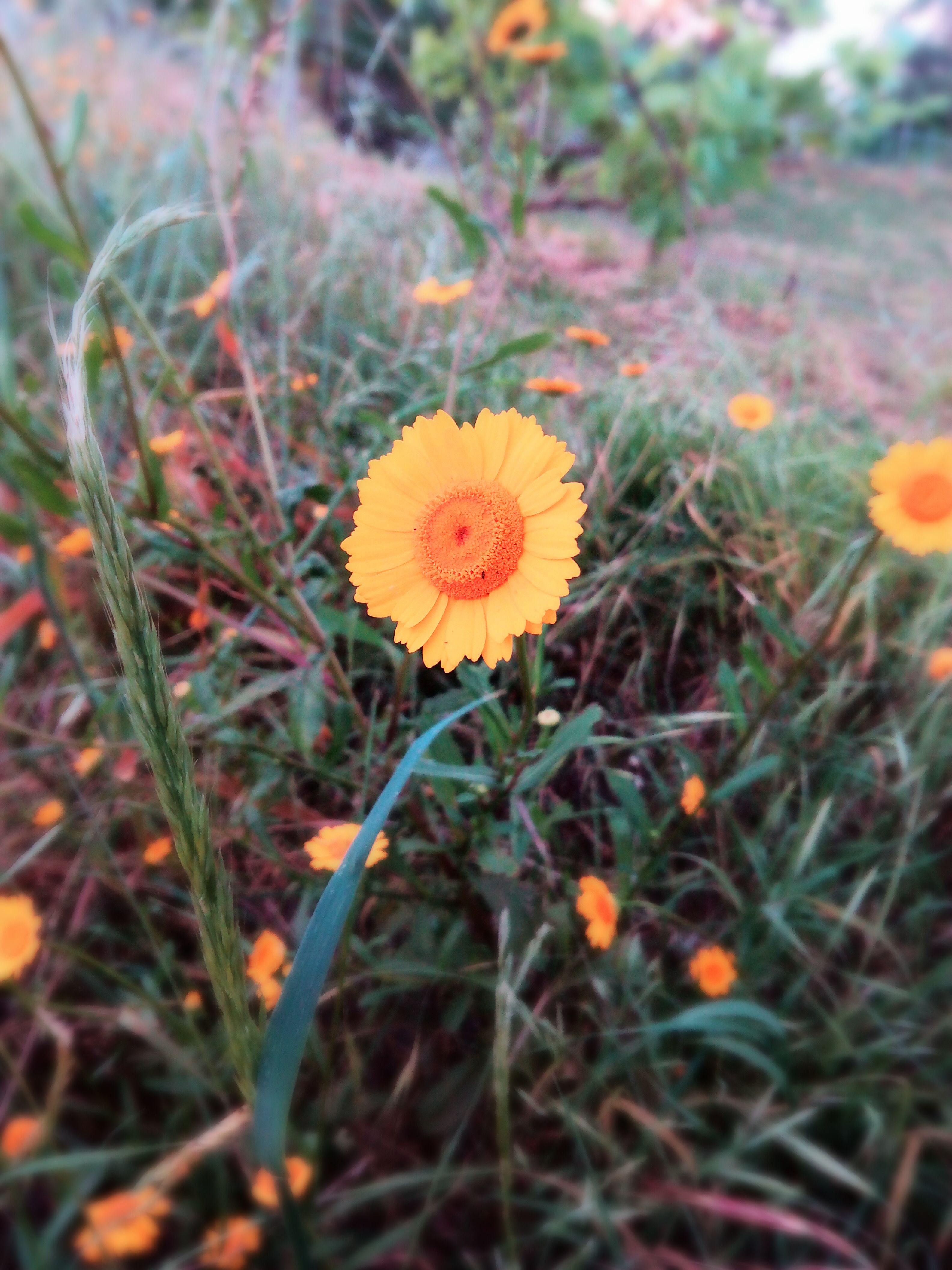 yelow flower